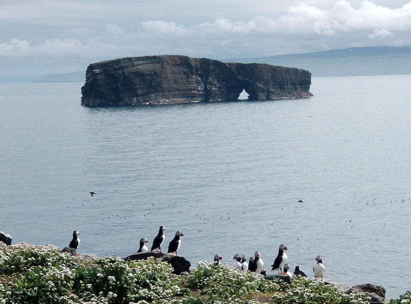 Puffin colony on Lagey overlooking Háey Island