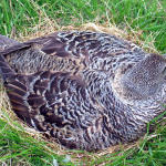 Nesting Female Eider duck from which down is collected.