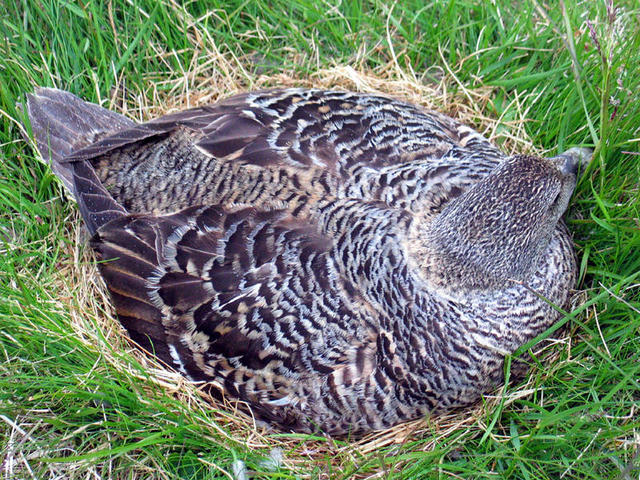 Nesting Female Eider duck from which down is collected.
