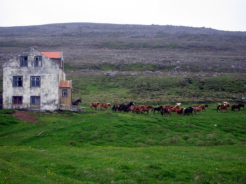 …But the house was occupied only by wild horses…