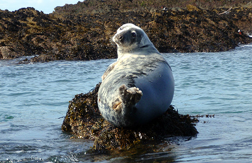 A unwary seal watches the action in the tidal races An unwary seal watches the action in the tidal races