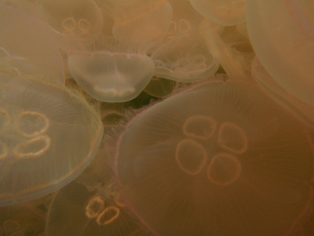Millions of Jellyfish beneath my kayak, Fogo gps-334_e2.jpg